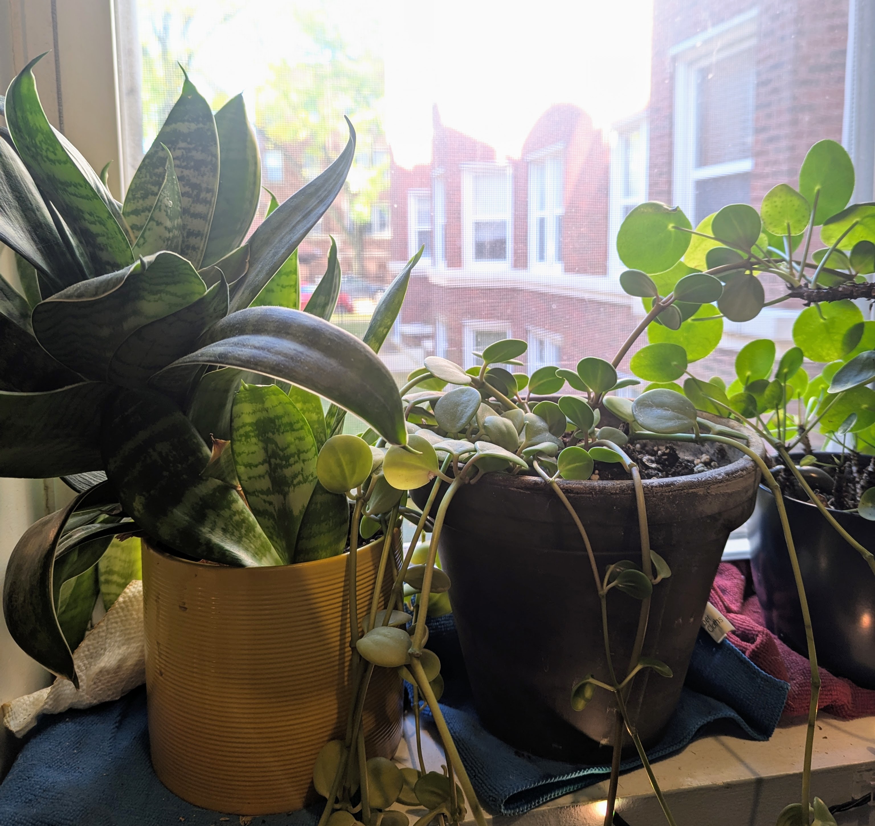plants on the windowsill