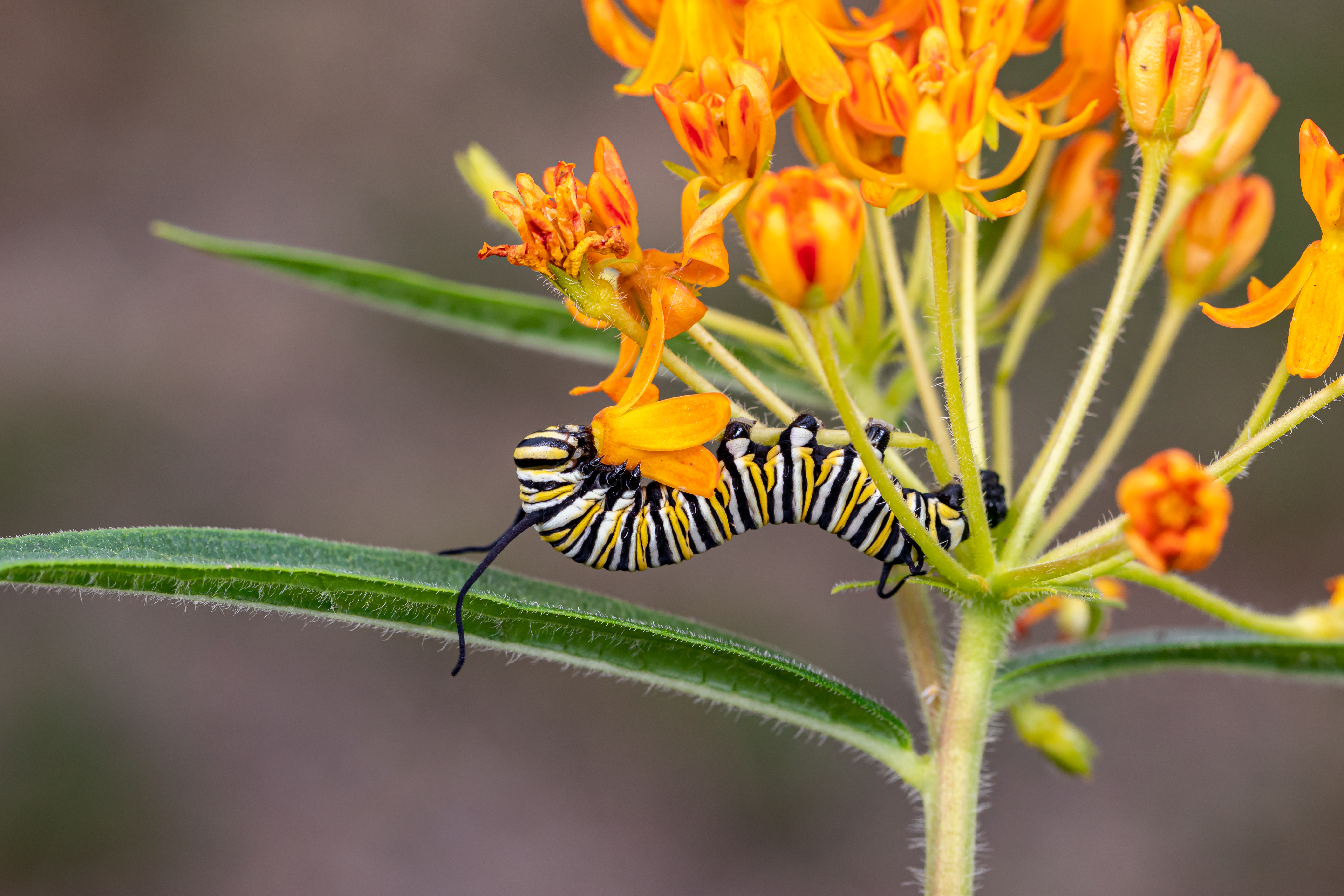 monarch caterpillar