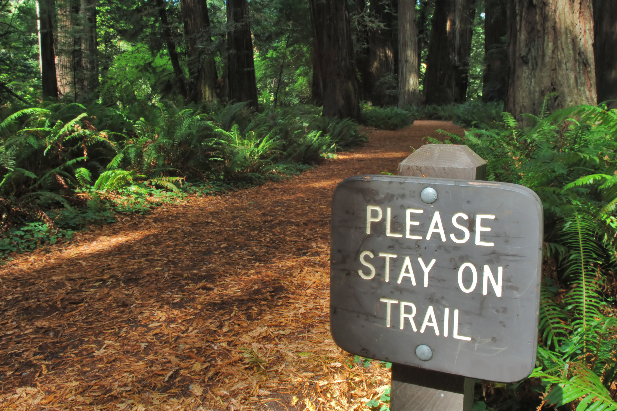 trail in forest with please stay on trail sign