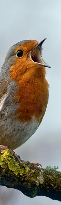 A robin chirping