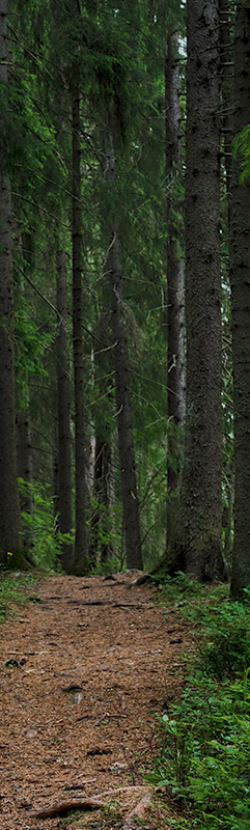 Trees in the forest